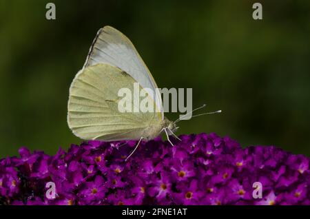 Kohl weißer Schmetterling auf Purple Buddlieia Stockfoto