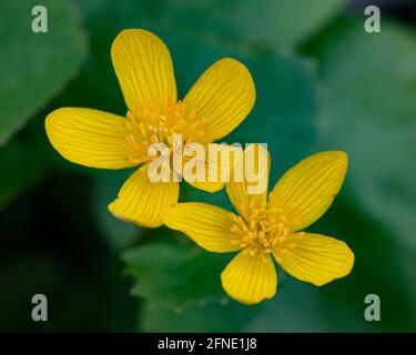 Gelbe Sumpfblumen, Caltha palustris, wächst in einem Adirondack Mountains, NY Feuchtgebiet. Stockfoto