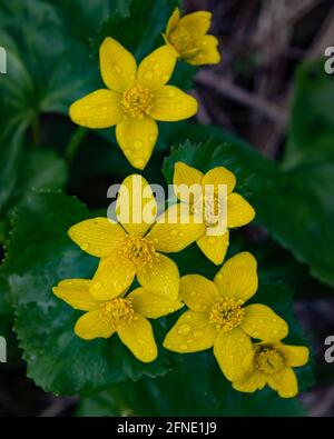 Gelbe Sumpfblumen, Caltha palustris, wächst in einem Adirondack Mountains, NY Feuchtgebiet. Stockfoto