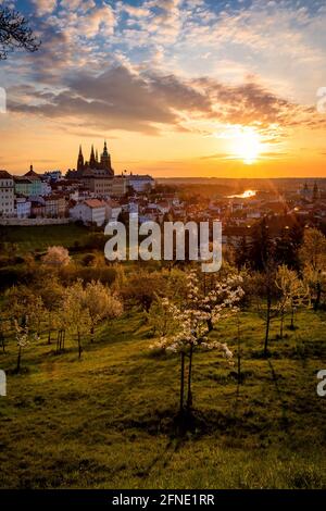 Prag, Tschechische Republik - Mai 3 2021: Farbenfrohe Sonnenaufgangsansicht der Stadt vom Petrin Hügel mit der Burg, Obstgarten mit Bäumen, Fluss und Gebäuden. Stockfoto