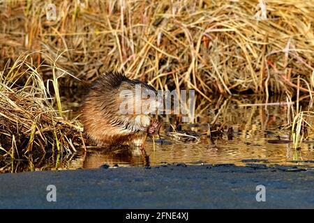 Ein wilder Bisamratte Ondatra zibethicus, der neben einem Haufen wildes Sumpfgrases sitzt, der im ländlichen Alberta Canada nach grünen Pflanzsprossen schnagt Stockfoto