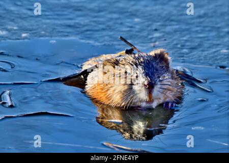 Eine wilde Bisamratte 'Ondatra zibethicus'; bricht durch das dünne Eis auf der Wasseroberfläche eines Biberteiches im ländlichen Alberta Canada Stockfoto