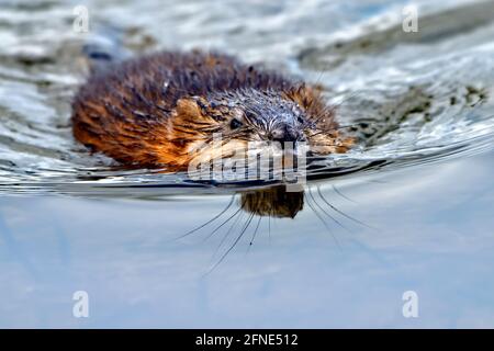 Eine wilde Bisamratte 'Ondatra zibethicus'; schwimmend auf der Wasseroberfläche eines Biberteiches im ländlichen Alberta Kanada Stockfoto