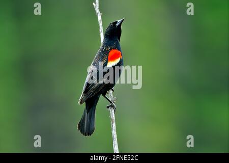 Ein erwachsener Rüde Rotflügelamsel 'Agelaius phoenicus', der auf einem toten Baumzweig in einem sumpfigen Gebiet im ländlichen Alberta, Kanada, thront. Stockfoto