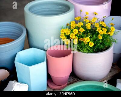 Verschiedene bunte Keramik-Pflanzentöpfe mit gelben Blumen auf Holzregal auf Betonboden angeordnet. Geometrische Keramik Blumentopf Hintergrund. Stockfoto