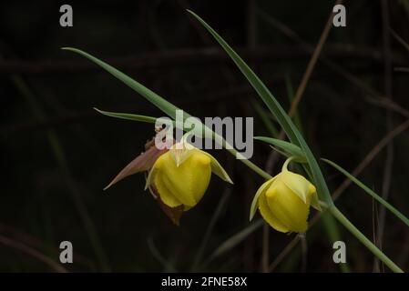 Mt. Diablo-Feenlaterne (Calochortus pulchellus) eine Globenlilie-Wildblume, die in einem kleinen Teil der San Francisco Bay Area in Kalifornien endemisch ist. Stockfoto