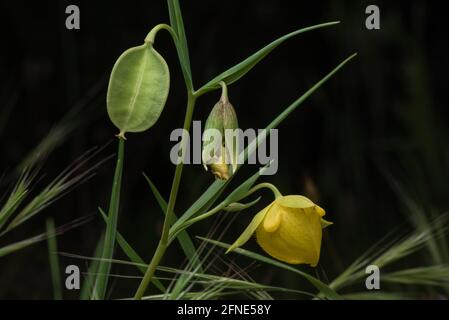 Mt. Diablo Feenlaterne (Calochortus pulchellus) eine Globenlilie Wildblume - eine neue Blüte eine Samenschote und eine welkende Blume in Kalifornien. Stockfoto