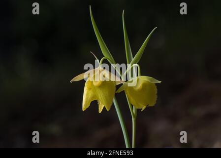 Mt. Diablo-Feenlaterne (Calochortus pulchellus) eine Globenlilie-Wildblume, die in einem kleinen Teil der San Francisco Bay Area in Kalifornien endemisch ist. Stockfoto