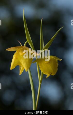 Mt. Diablo-Feenlaterne (Calochortus pulchellus) eine Globenlilie-Wildblume, die in einem kleinen Teil der San Francisco Bay Area in Kalifornien endemisch ist. Stockfoto