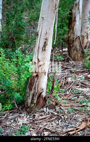 Karri Trees in Kings Park, Westaustralien. Eucalyptus diversicolor, allgemein bekannt als Karri, ist eine blühende Pflanze aus der Familie Myrtacea Stockfoto