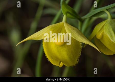 Mt. Diablo-Feenlaterne (Calochortus pulchellus) eine Globenlilie-Wildblume, die in einem kleinen Teil der San Francisco Bay Area in Kalifornien endemisch ist. Stockfoto