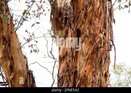 Karri Trees in Kings Park, Westaustralien. Eucalyptus diversicolor, allgemein bekannt als Karri, ist eine blühende Pflanze aus der Familie Myrtacea Stockfoto