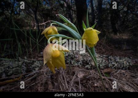 Mt. Diablo-Feenlaterne (Calochortus pulchellus) eine Globenlilie-Wildblume, die in einem kleinen Teil der San Francisco Bay Area in Kalifornien endemisch ist. Stockfoto