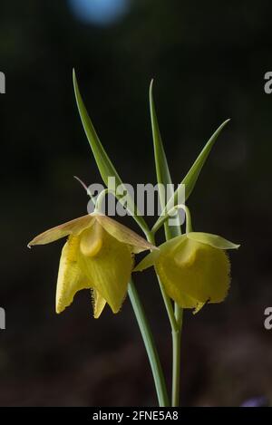 Mt. Diablo-Feenlaterne (Calochortus pulchellus) eine Globenlilie-Wildblume, die in einem kleinen Teil der San Francisco Bay Area in Kalifornien endemisch ist. Stockfoto