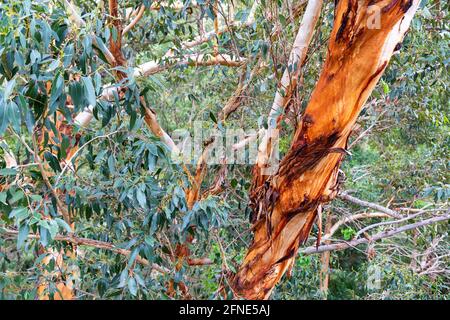 Karri Trees in Kings Park, Westaustralien. Eucalyptus diversicolor, allgemein bekannt als Karri, ist eine blühende Pflanze aus der Familie Myrtacea Stockfoto