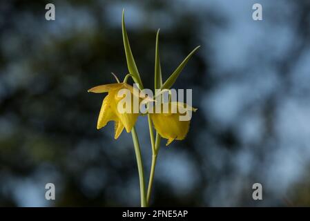 Mt. Diablo-Feenlaterne (Calochortus pulchellus) eine Globenlilie-Wildblume, die in einem kleinen Teil der San Francisco Bay Area in Kalifornien endemisch ist. Stockfoto