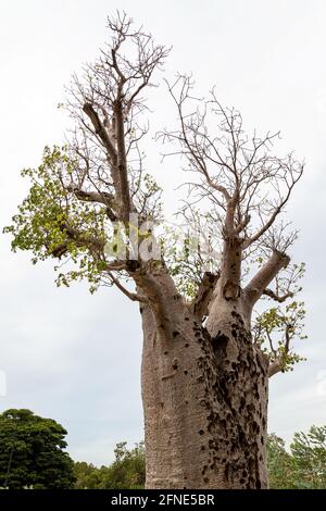 Der Riesenboab „Gija Jumulu“ im King's Park. Der ikonische Baum, der auf 750 Jahre geschätzt wird, wiegt 36 Tonnen und ist 14 Meter hoch Stockfoto