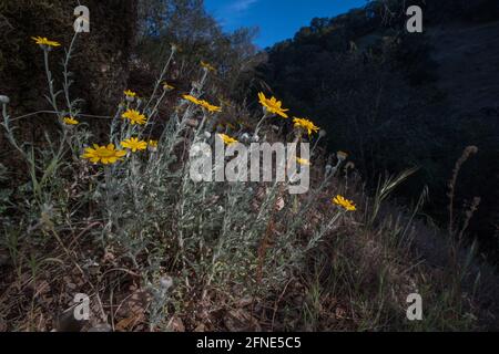 Gewöhnliche Wooly Sonnenblume (Eriophyllum lanatum) blüht in der San Francisco Bay Area in Kalifornien, USA. Stockfoto