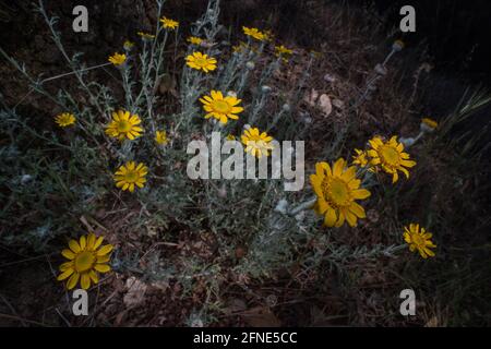 Gewöhnliche Wooly Sonnenblume (Eriophyllum lanatum) blüht in der San Francisco Bay Area in Kalifornien, USA. Stockfoto