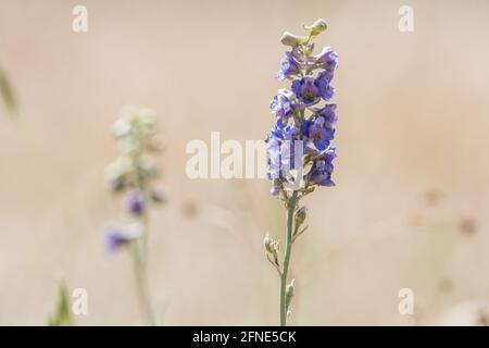 Ein Lerchensporn (Delphinium sp), der in den Hügeln östlich der Bucht von San Francisco in Kalifornien blüht, eine endemische Wildblume von CA. Stockfoto