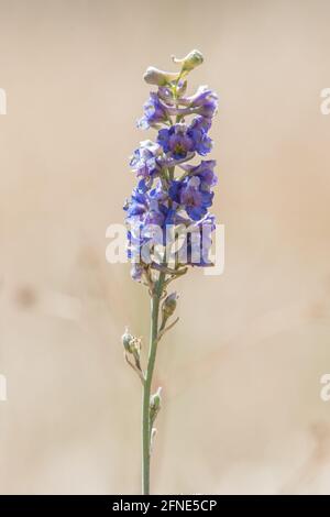 Ein Lerchensporn (Delphinium sp), der in den Hügeln östlich der Bucht von San Francisco in Kalifornien blüht, eine endemische Wildblume von CA. Stockfoto