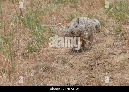 Ein kalifornisches Bodenhörnchen (Otospermophilus beecheyi), das trockenes Gras sammelt und trägt, um es als Nistmaterial zu verwenden. Stockfoto