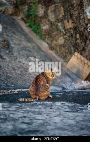 Streunende Katze, die nachts ruht, neben einem Fußweg in einem Garten, Stadtgebiet in Hongkong, im Freien Stockfoto