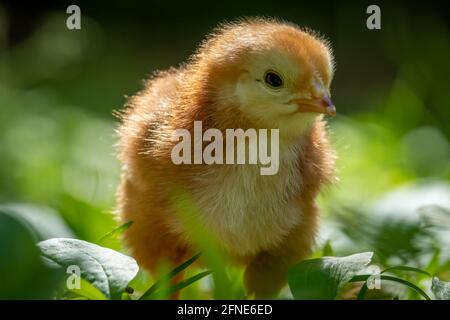 Nahaufnahme von Rhode Island Red Chick. Stockfoto