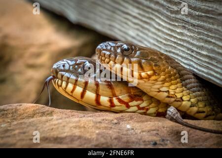 Nahaufnahme eines Paares nördlicher Wasserschlangen (Nerodia sipedon), wobei eine ihre gespalzte Zunge zeigt. Raleigh, North Carolina. Stockfoto