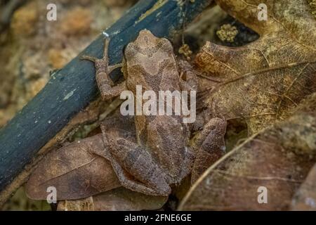 Draufsicht auf einen Quellkeuler (Pseudacris crucifer). Raleigh, North Carolina. Stockfoto