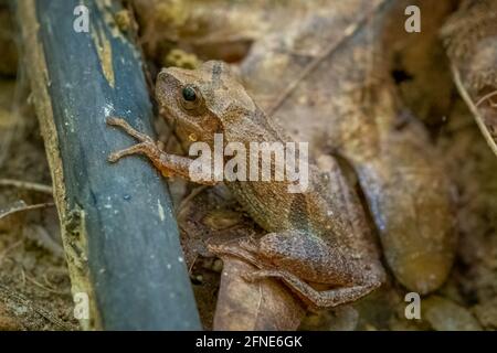 Frühlingszehrer (Pseudacris cruzifer) auf dem Waldboden. Raleigh, North Carolina. Stockfoto