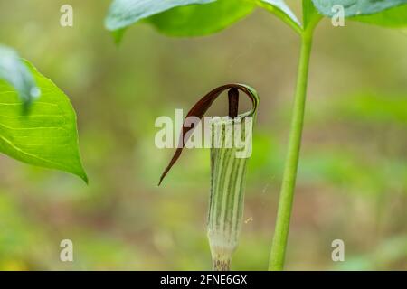 Jack-in-the-Kanzel in einem Wald. Frühjahrsphase. Raleigh, North Carolina. Stockfoto