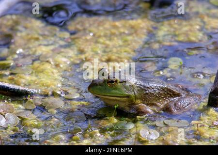 Lithobates catesbeianus - eine Serie von Fotos, die das beeindruckende zeigen Amphibien sonnen sich