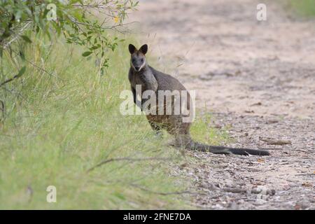 Ein wilder Swamp Wallaby (Wallabia bicolor) auf der Seite eines Tracks im Buschland in NSW, Australien Stockfoto