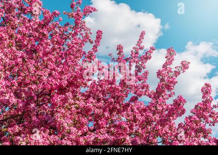 Rosafarbener blühender Baum im Park gegen blauen Himmel mit Weiße Wolken an einem sonnigen Tag im Frühling Stockfoto