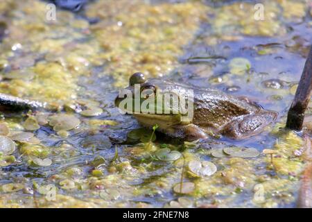 Lithobates catesbeianus - eine Serie von Fotos, die das beeindruckende zeigen Amphibien sonnen sich