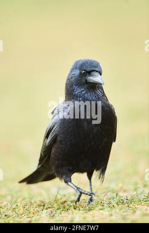 Aaskrähe (Corvus corone) auf einer Wiese, Bayern, Deutschland Stockfoto