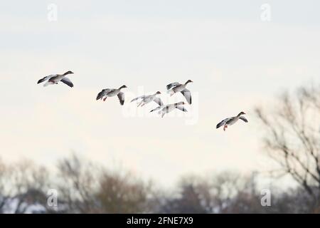 Ansergans (Anser anser), Bayern, Deutschland Stockfoto