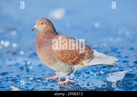 Stock Dove (Columba oenas) auf einem gefrorenen See, Bayern, Deutschland Stockfoto