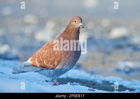 Stock Dove (Columba oenas) auf einem gefrorenen See, Bayern, Deutschland Stockfoto