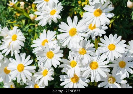 Viele schöne weiße Gänseblümchen im Sommerfeld. Selektiver Fokus. Blumenhintergrund. Stockfoto