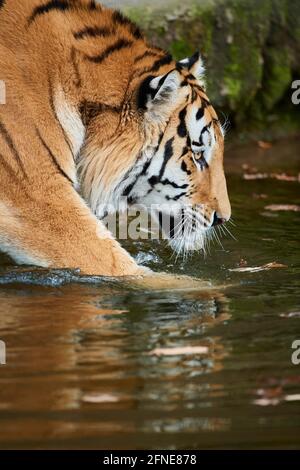 Bengaltiger (Panthera tigris tigris) im Wasser, Porträt, gefangen, Deutschland Stockfoto