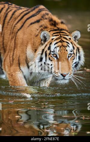 Bengaltiger (Panthera tigris tigris) im Wasser, Porträt, gefangen, Deutschland Stockfoto