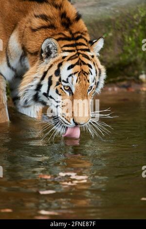 Bengaltiger (Panthera tigris tigris) trinkt im Wasser, Porträt, gefangen, Deutschland Stockfoto