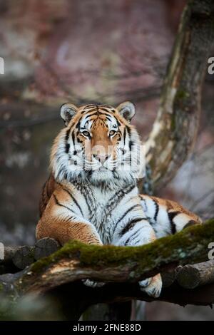 Sibirischer Tiger (Panthera tigris tigris), Bayern, Deutschland Stockfoto