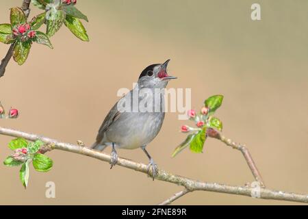 Blackcap (Sylvia atricapilla), männlicher Gesang, auf einem Ast eines Apfelbaums (Malus domestica), Siegerland, Nordrhein-Westfalen, Deutschland Stockfoto