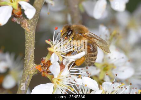 Westliche Honigbiene (APIs mellifica), Arbeiterbiene, die auf einer Schlehdornblüte (Prunus spinosa) auf Nahrungssuche geht Siegerland, Nordrhein-Westfalen, Deutschland Stockfoto