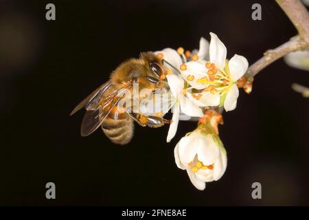 Westliche Honigbiene (APIs mellifica), Arbeiterbiene, die auf einer Schlehdornblüte (Prunus spinosa) auf Nahrungssuche geht Siegerland, Nordrhein-Westfalen, Deutschland Stockfoto