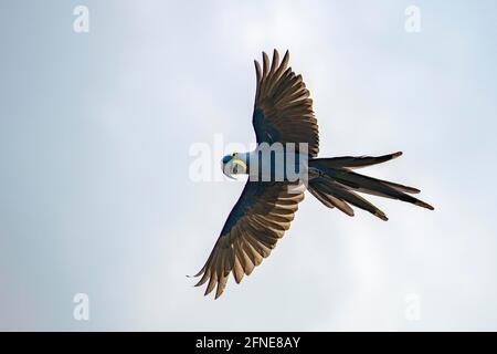 Hyazinthara (Anodorhynchus hyacinthus) im Flug, Pantanal, Mato Grosso, Brasilien Stockfoto