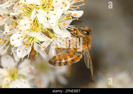 Westliche Honigbiene (APIs mellifica), Arbeiterbiene, die auf einer Schlehdornblüte (Prunus spinosa) auf Nahrungssuche geht Siegerland, Nordrhein-Westfalen, Deutschland Stockfoto